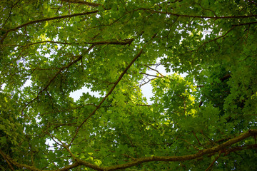 Fototapeta na wymiar Warm summer relief: beautiful oak branches and leaves from below; shade and tranquillity