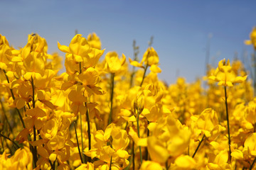 Flowering of broom in spring, yellow flower flowering in spring 
