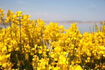 Flowering of broom in spring, yellow flower flowering in spring 