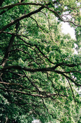 Beautiful Southern Live Oak canopy, Central Florida