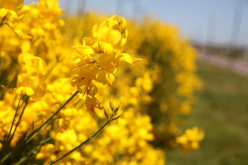 Flowering of broom in spring, yellow flower flowering in spring 