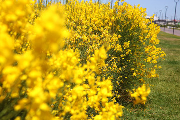Flowering of broom in spring, yellow flower flowering in spring 