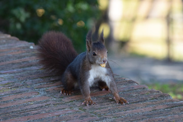 Ardilla en distintas posiciones, escalando un árbol, comiendo, observando, en un bosque de España, Europa.
