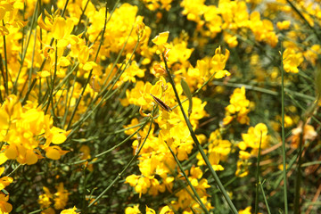 Flowering of broom in spring, yellow flower flowering in spring 