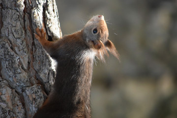 Obraz premium Ardilla en distintas posiciones, escalando un árbol, comiendo, observando, en un bosque de España, Europa.