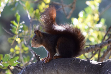 Ardilla en distintas posiciones, escalando un árbol, comiendo, observando, en un bosque de España, Europa.