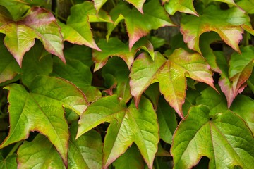 Fototapeta premium green leaves background
