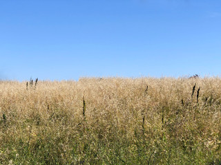 Yellow wheat field and blue sky close-up. Copy space. Background