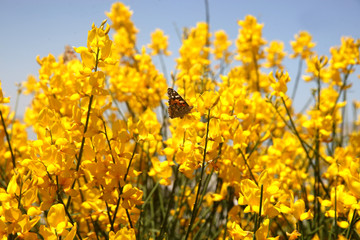 Obraz premium Butterfly on the flowering scotch broom (Invasive Species)