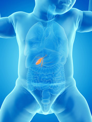 3d rendered medically accurate illustration of a babys gallbladder