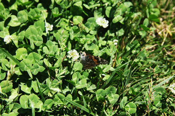 Summer landscape in the foreground meadow flowers with focus on a white butterfly on a flower