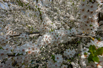 Spring blossom netherlands