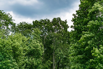 Trees in the Park before the storm