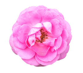 Beautiful sweet pink rose flower isolated on white background, love and romantic concept