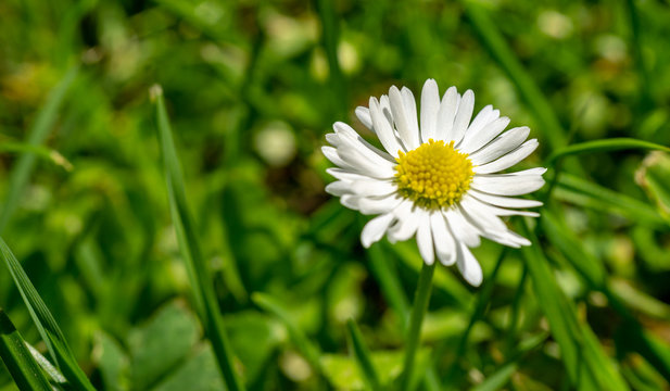 daisy in green grass  macro image