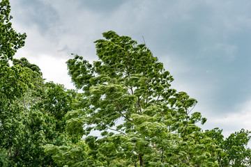 Trees in the Park before the storm