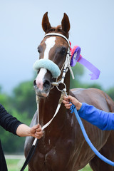 Obraz premium Horse