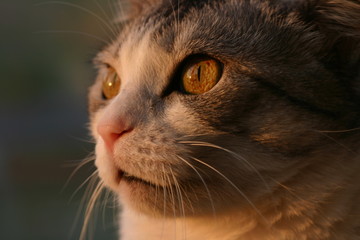 The excitement of the house cat watching the nature through the window