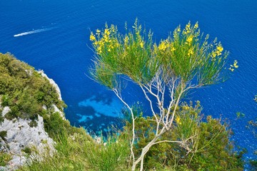 Fototapeta na wymiar blue sea of capri