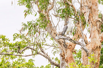 Beautiful white-bellied sea eagle on a tall tree branch in the Kakadu Park, Australia