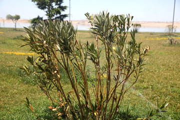 Automatic irrigation watering a small tree