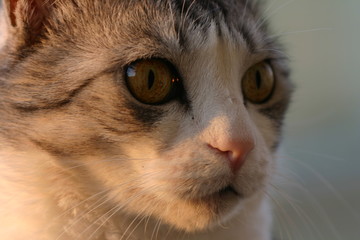 The excitement of the house cat watching the nature through the window