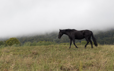 Fototapeta na wymiar Cheval noir qui se balade librement dans la prairie