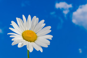 Oxeye daisy flower head. Marguerite detail. Leucanthemum. Argyranthemum. Delicate white bloom on sunny blue sky. Artistic optimistic background. Beautiful flowering wild herb. Idea of purity and hope.