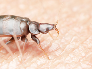 3d rendered illustration of a bed bug