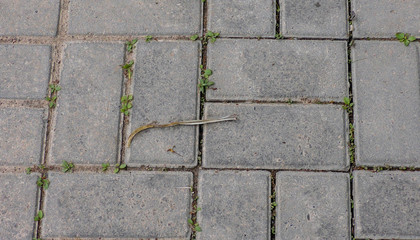 stone tiles covered with grass