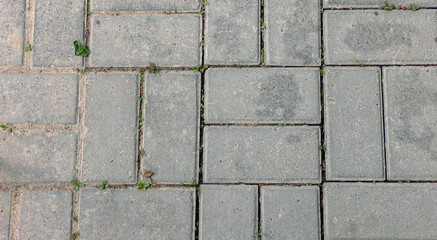 stone tiles covered with grass