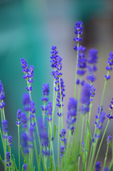Obraz premium Lavendel