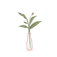 plant in vase isolated on white