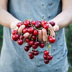 man with freshly collected cherries in his hands