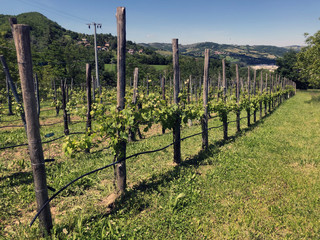 Fototapeta na wymiar Rows of vines in vineyard. Italy. Copy space