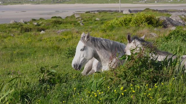 Cinemagraph of Horse Mane Blowing in the Breeze
