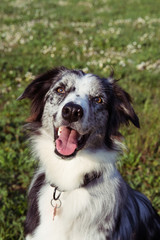 PORTRAIT HAPPY BORDER COLLIE DOG  AGAINST GREEN GRASS AT THE PARK.