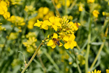 Obraz premium yellow field during rapeseed bloom at the end of May, bee pollinating flowers