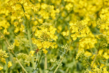yellow field during rapeseed bloom at the end of May, bee pollinating flowers