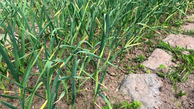 Farming and agriculture, young garlic grow in the garden. Green sprouts of young garlic sprout