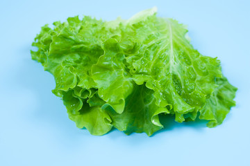 Green lettuce isolated on blue background. Copy space. Healthy food.