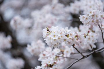 Sakura, Cherry Blossom flower in spring season