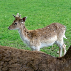 young deer in the forest