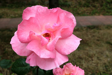 Beautiful delicate rose bud close up 