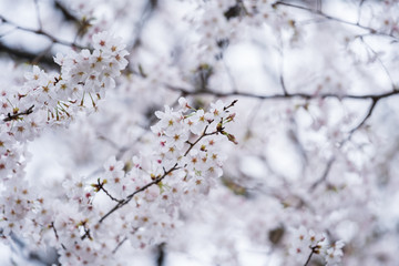 Sakura, Cherry Blossom flower in spring season