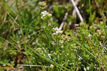 Harzer Labkraut (Galium saxatile)