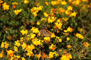 Summer landscape in the foreground meadow flowers with focus on a white butterfly on a flower