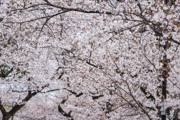 Sakura, Cherry Blossom flower in spring season
