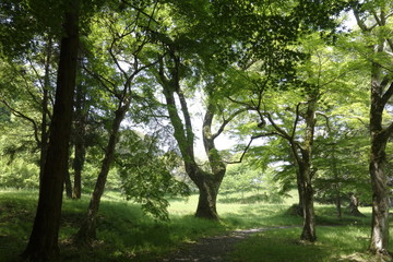 日本,大分県,宇佐神宮境内