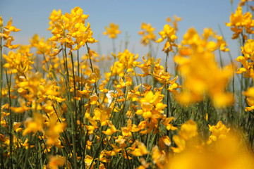 Obraz premium flowering of broom in spring, yellow flower flowering in spring 